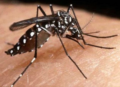 Manter o quintal limpo evita avanço do mosquito Aedes aegypti
