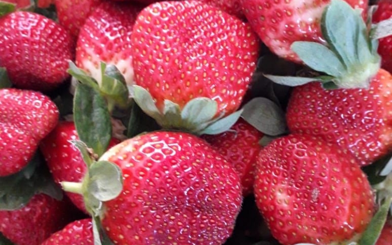 Produção de morangos em alta no Município de Rondon